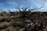 photo thumbnail #4