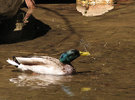 photo thumbnail #9
