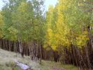 photo thumbnail #12