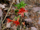 photo thumbnail #11