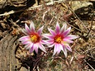 photo thumbnail #4
