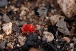 photo thumbnail #4