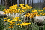 photo thumbnail #11