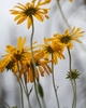 photo thumbnail #12