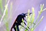 photo thumbnail #11
