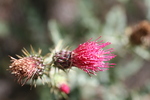 photo thumbnail #10