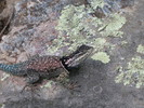 photo thumbnail #15