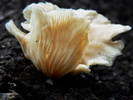 photo thumbnail #12
