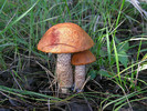 photo thumbnail #7