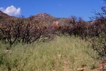 photo thumbnail #2