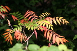 photo thumbnail #15