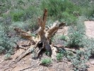 photo thumbnail #8