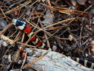photo thumbnail #7