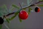 photo thumbnail #3