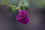 photo thumbnail #15