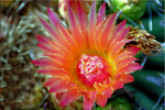 photo thumbnail #2