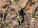 photo thumbnail #13