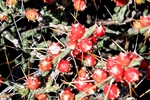 photo thumbnail #6