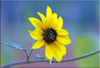photo thumbnail #1