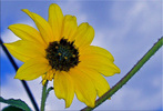 photo thumbnail #11