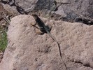 photo thumbnail #13