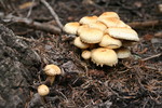 photo thumbnail #2