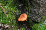 photo thumbnail #4