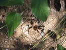photo thumbnail #8