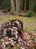 photo thumbnail #13