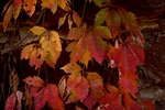 photo thumbnail #14