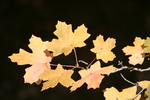 photo thumbnail #12