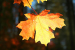 photo thumbnail #8