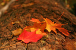 photo thumbnail #13