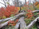 photo thumbnail #1