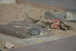 photo thumbnail #13