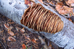 photo thumbnail #10