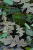 photo thumbnail #13