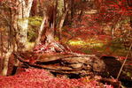 photo thumbnail #4