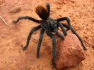 photo thumbnail #5