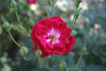 photo thumbnail #8