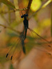 photo thumbnail #9