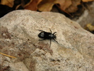 photo thumbnail #8