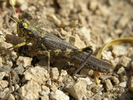 photo thumbnail #8