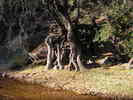 photo thumbnail #1