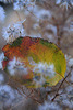 photo thumbnail #5