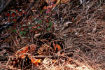 photo thumbnail #13