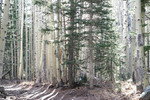 photo thumbnail #3