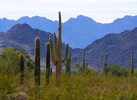photo thumbnail #4