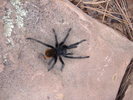 photo thumbnail #7