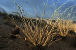 photo thumbnail #2